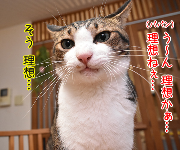 パパンの理想の猫って？　猫の写真で４コマ漫画　２コマ目ッ