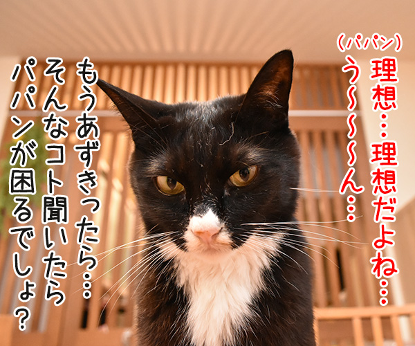 パパンの理想の猫って？　猫の写真で４コマ漫画　３コマ目ッ