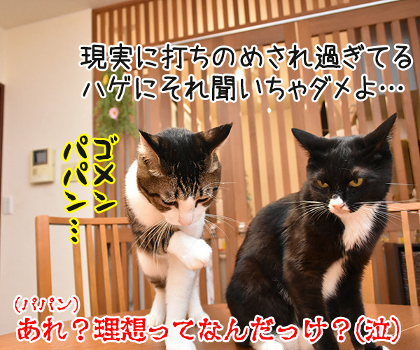 パパンの理想の猫って？　猫の写真で４コマ漫画　４コマ目ッ