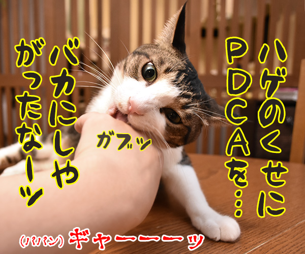 PDCAができてないって怒られたの　猫の写真で４コマ漫画　２コマ目ッ