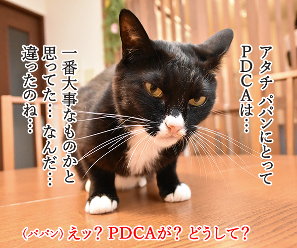 PDCAができてないって怒られたの　猫の写真で４コマ漫画　３コマ目ッ