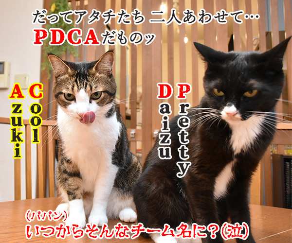 PDCAができてないって怒られたの　猫の写真で４コマ漫画　４コマ目ッ