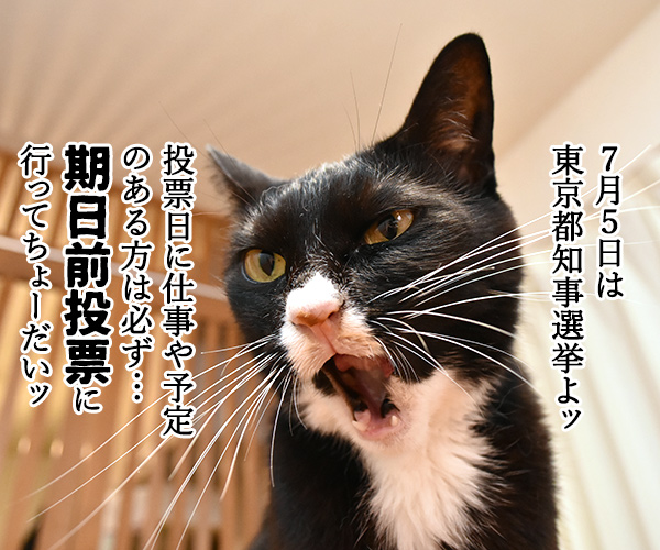 期日前投票に行ってちょーだいッ　猫の写真で４コマ漫画　１コマ目ッ