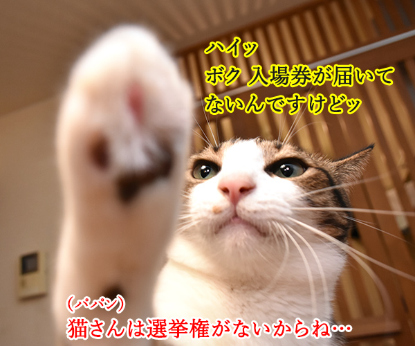 期日前投票に行ってちょーだいッ　猫の写真で４コマ漫画　２コマ目ッ