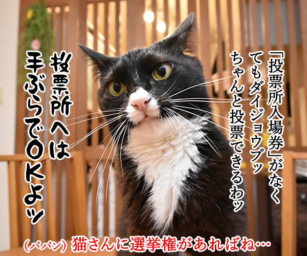 期日前投票に行ってちょーだいッ　猫の写真で４コマ漫画　３コマ目ッ