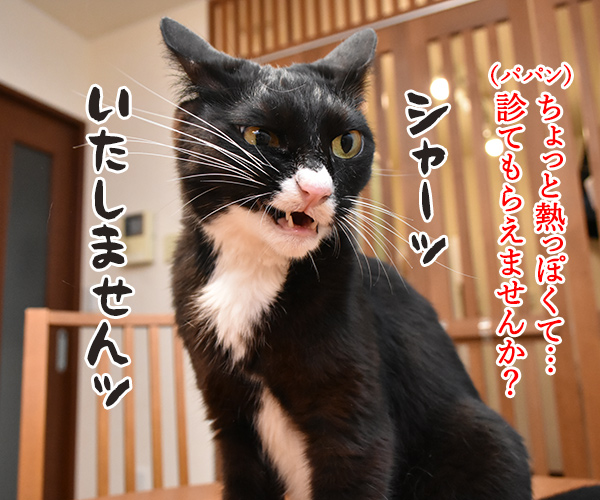 大ズ門未知子は一匹にゃんこのドクターなのッ　猫の写真で４コマ漫画　２コマ目ッ