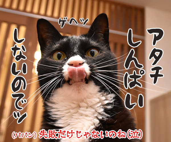 大ズ門未知子は一匹にゃんこのドクターなのッ　猫の写真で４コマ漫画　４コマ目ッ