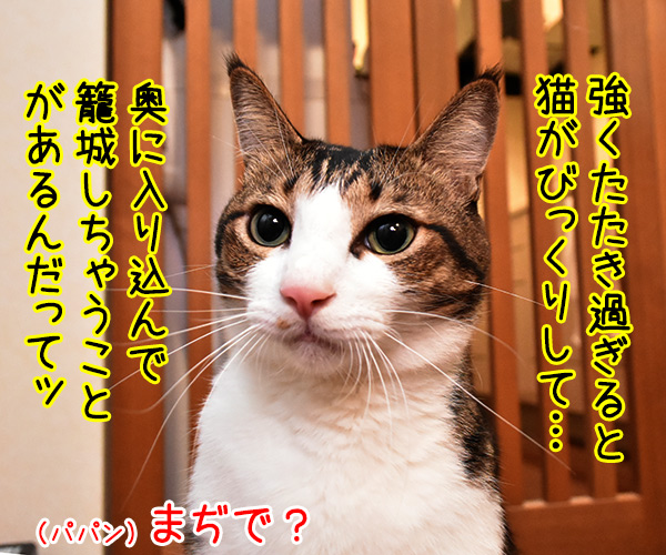 猫バンバンはたたき過ぎるとダメなんですってッ　猫の写真で４コマ漫画　２コマ目ッ