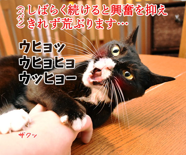 やさしく手の平でトントンなのッ　猫の写真で４コマ漫画　３コマ目ッ