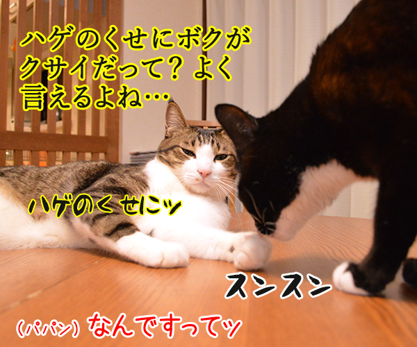 ちょっとおててクサクない？　猫の写真で４コマ漫画　２コマ目ッ