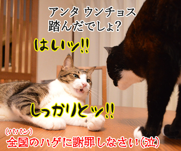 ちょっとおててクサクない？　猫の写真で４コマ漫画　４コマ目ッ