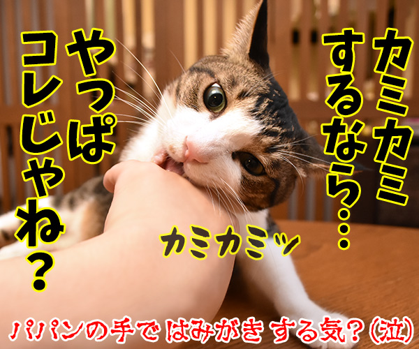 きょうは「いい歯の日」なんですってッ　猫の写真で４コマ漫画　４コマ目ッ