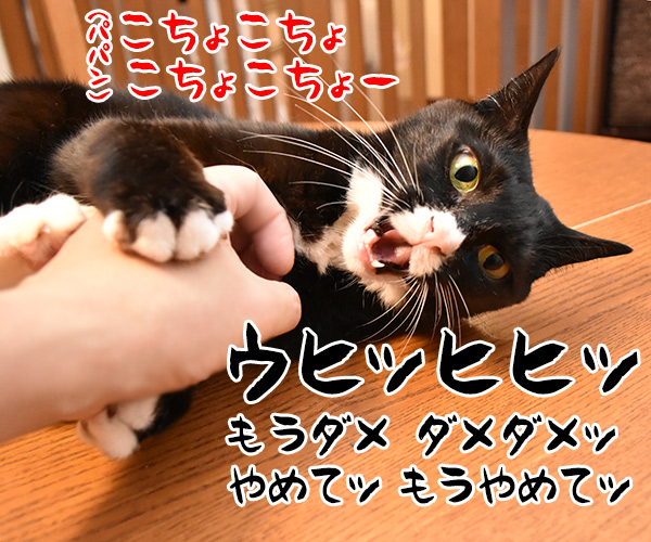 コチョコチョするのよッ　猫の写真で４コマ漫画　２コマ目ッ