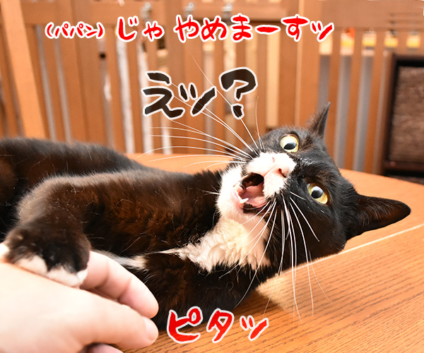 コチョコチョするのよッ　猫の写真で４コマ漫画　３コマ目ッ