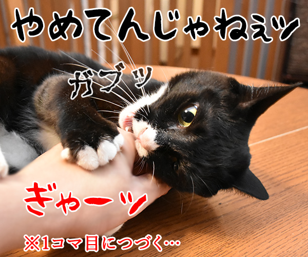 コチョコチョするのよッ　猫の写真で４コマ漫画　４コマ目ッ