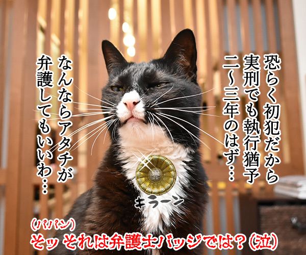 熊本で殺人未遂事件？ 犯人は野良猫？　猫の写真で４コマ漫画　４コマ目ッ