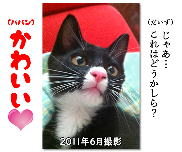 生後2ヵ月のアタチはどうかしら？　猫の写真で４コマ漫画　２コマ目ッ