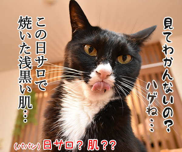 アムラーだいずは安室ちゃん引退まで全力で応援しますッ　猫の写真で４コマ漫画　２コマ目ッ