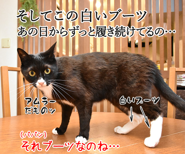 アムラーだいずは安室ちゃん引退まで全力で応援しますッ　猫の写真で４コマ漫画　３コマ目ッ