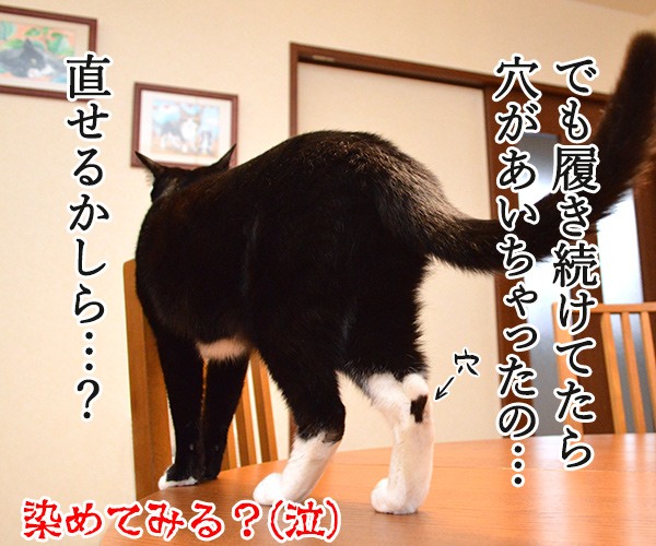 アムラーだいずは安室ちゃん引退まで全力で応援しますッ　猫の写真で４コマ漫画　４コマ目ッ