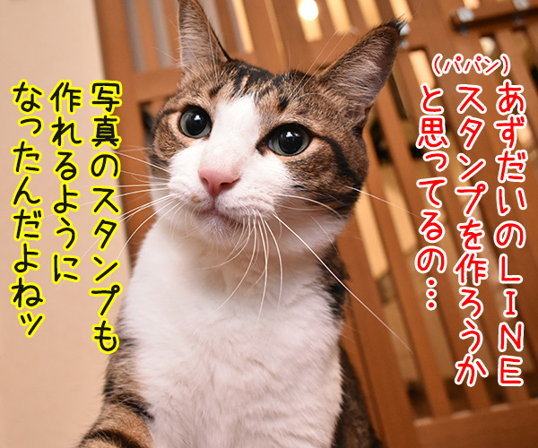 あずだいのLINEスタンプを作ろうと思うのッ　猫の写真で４コマ漫画　１コマ目ッ