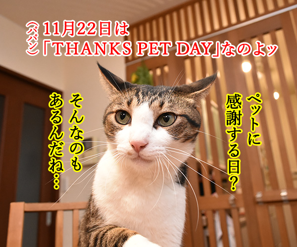 11月22日は『THANKS PETS DAY』なのッ