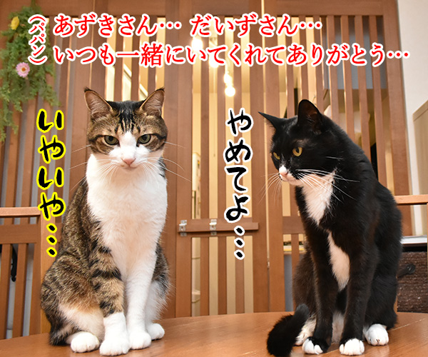 11月22日は『THANKS PETS DAY』なのッ　猫の写真で４コマ漫画　２コマ目ッ