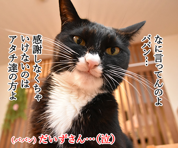 11月22日は『THANKS PETS DAY』なのッ　猫の写真で４コマ漫画　３コマ目ッ