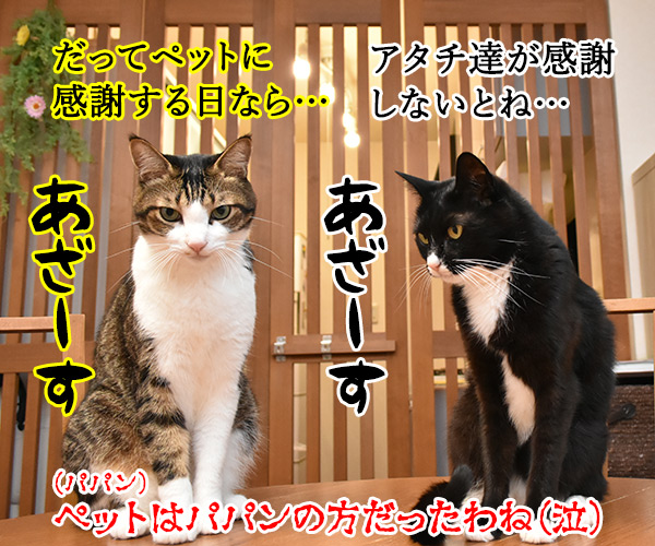 11月22日は『THANKS PETS DAY』なのッ　猫の写真で４コマ漫画　４コマ目ッ