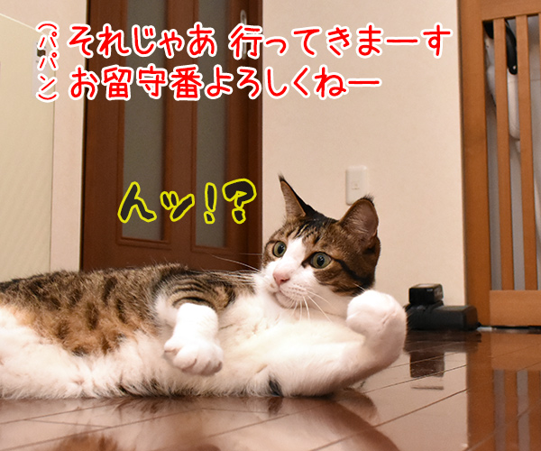 とても重要でとても大事な仕事があるのッ　猫の写真で４コマ漫画　１コマ目ッ