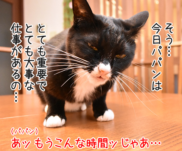 とても重要でとても大事な仕事があるのッ　猫の写真で４コマ漫画　３コマ目ッ