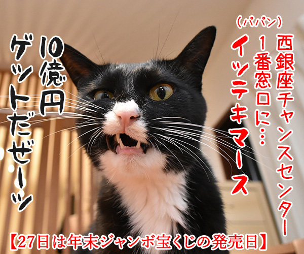 とても重要でとても大事な仕事があるのッ　猫の写真で４コマ漫画　４コマ目ッ