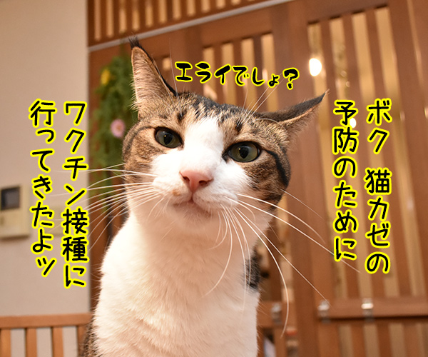 予防接種で気の合うふたり　猫の写真で４コマ漫画　１コマ目ッ