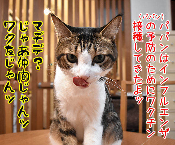 予防接種で気の合うふたり　猫の写真で４コマ漫画　２コマ目ッ