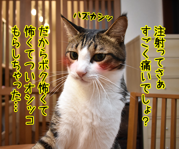 予防接種で気の合うふたり　猫の写真で４コマ漫画　３コマ目ッ