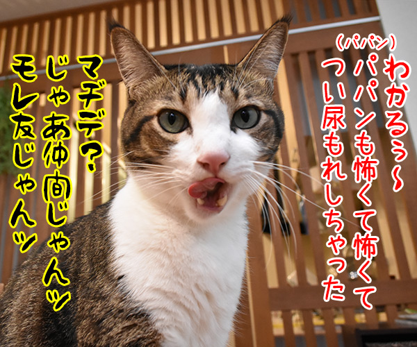 予防接種で気の合うふたり　猫の写真で４コマ漫画　４コマ目ッ