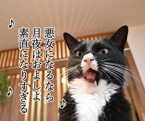 猫さんが食べていいものは？　猫の写真で４コマ漫画　２コマ目ッ