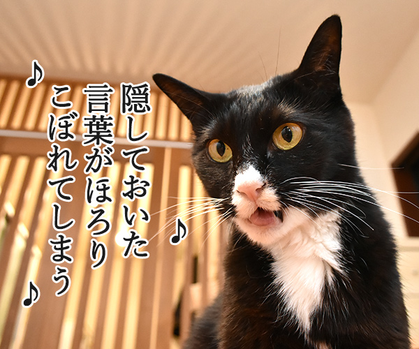 猫さんが食べていいものは？　猫の写真で４コマ漫画　３コマ目ッ