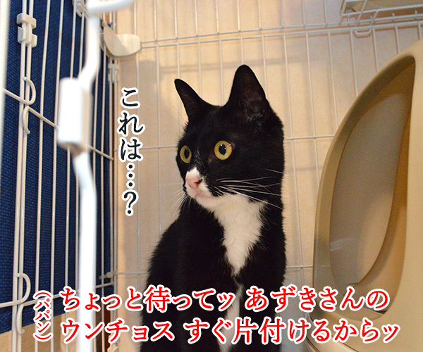 あと一歩だけ、前に進もう　猫の写真で４コマ漫画　２コマ目ッ