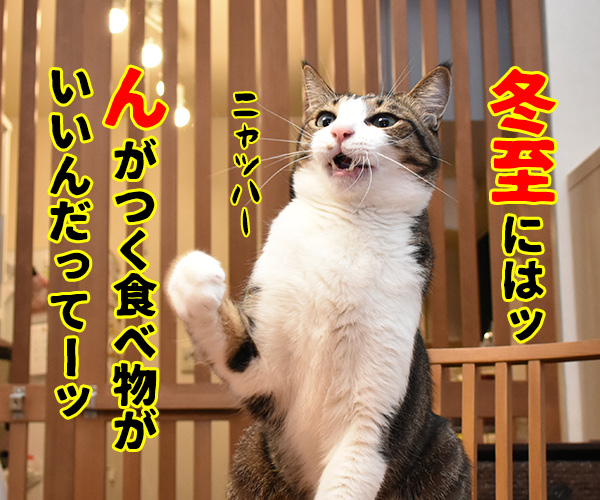 きょうは『冬至』なんですってッ　猫の写真で４コマ漫画　２コマ目ッ