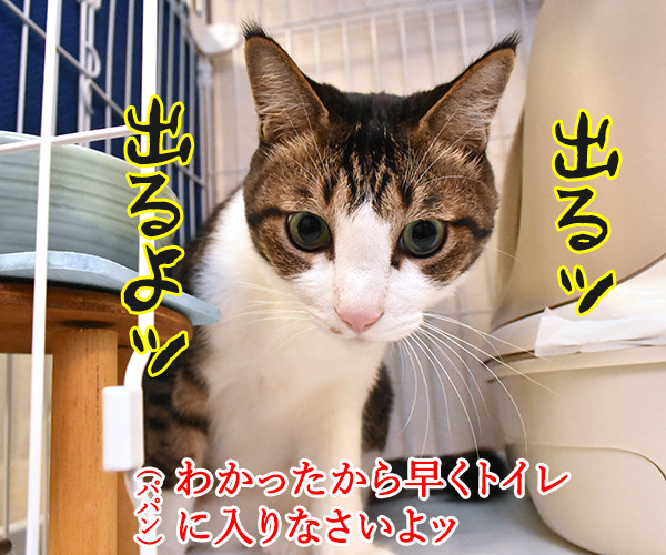 スゴイのが出るよ…　猫の写真で４コマ漫画　２コマ目ッ