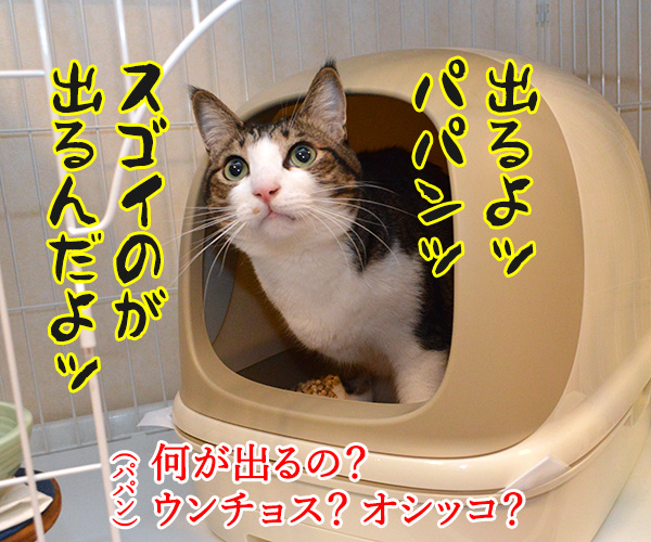 スゴイのが出るよ…　猫の写真で４コマ漫画　３コマ目ッ