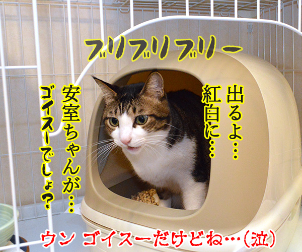 スゴイのが出るよ…　猫の写真で４コマ漫画　４コマ目ッ