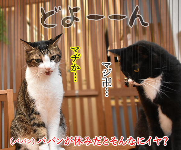 パパンはきょうから冬休みなのッ　猫の写真で４コマ漫画　２コマ目ッ