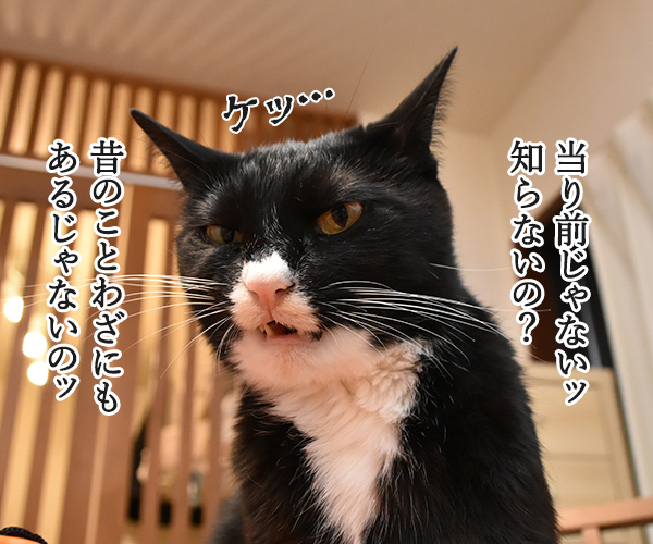 パパンはきょうから冬休みなのッ　猫の写真で４コマ漫画　３コマ目ッ