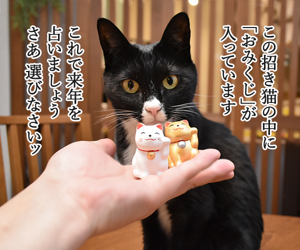 おみくじで2018年を占うのよッ　猫の写真で４コマ漫画　１コマ目ッ