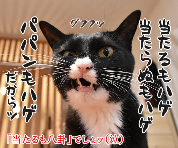 おみくじで2018年を占うのよッ　猫の写真で４コマ漫画　４コマ目ッ