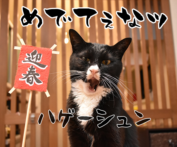 元旦だから新年のご挨拶なのよッ　猫の写真で４コマ漫画　２コマ目ッ