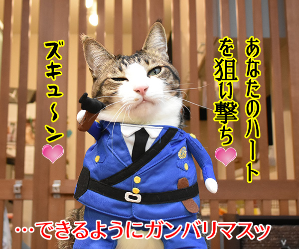 元旦だから新年のご挨拶なのよッ　猫の写真で４コマ漫画　４コマ目ッ