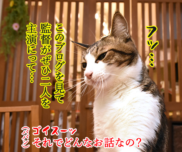 あずだいに映画主演のオファーが来たよッ　猫の写真で４コマ漫画　２コマ目ッ